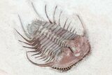 Spiny Cyphaspides Trilobite - Jorf, Morocco #96827-4
